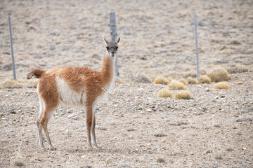 Guanaco in the countryside at Torres del Paine national park, Patagonia, Chile