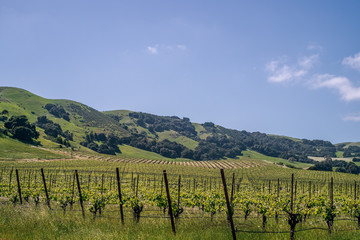 Vineyard at Sonoma Valley