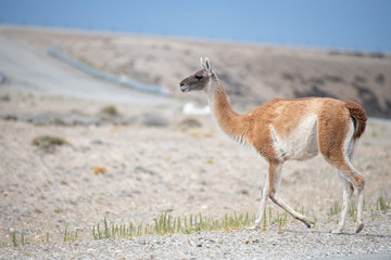 Guanaco in the countryside at Torres del Paine national park, Patagonia, Chile