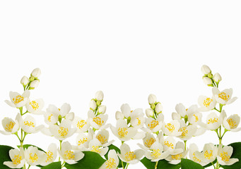 Twigs of Jasmine flowers in a border arrangment