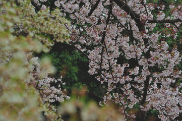 sakura