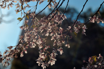 sakura in Tokyo