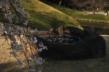 sakura in garden of Tokyo