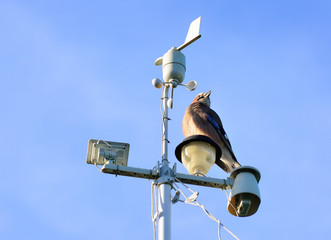 Weather station against the sky with a bird