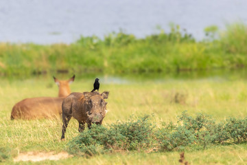 A warthog (Phacochoerus africanus) looking at the camera, Murchison Falls National Park, Uganda.
