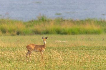 Male Oribi (Ourebia ourebi) with the Nile at the back, Murchison Falls National Park, Uganda.