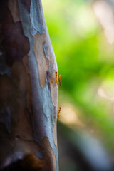 ants on a tree