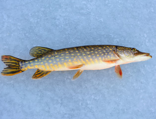 Pike fishing in winter from the ice. The fishing for big pike on the spinner. Sport fishing on the...