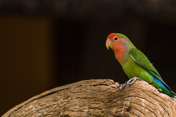 Parrot in Namibia