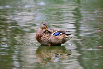 Portrait of a duck with reflection in clean water.
