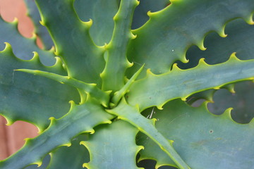 close up of cactus