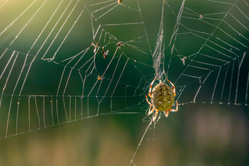 Spider sits in her web at sunset