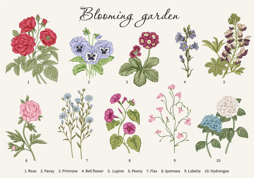 Blooming  garden. Vector illustration.