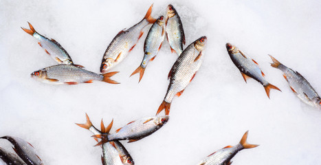 Winter fishing rod and caught fish roach with Rudd lie on the white snow of the lake. Background. Top view, lat lay.