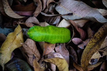 summer leaves on the ground