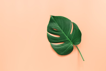 Flat lay green leaf of monstera on pink pastel background. Top view, copy space.