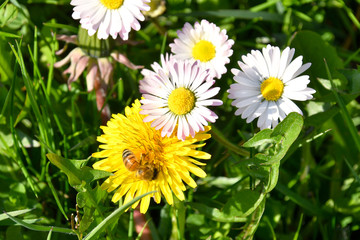 Obraz premium The bee collects nectar from the yellow flowers of the dandelion pollinates them