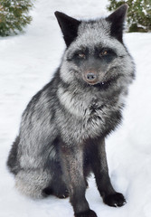 Fototapeta premium Black fox in a beautiful color in winter