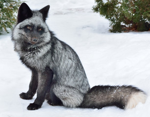 Black fox in a beautiful color in winter