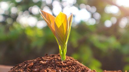 Avocado seedlings growing in the morning sunshine	