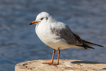 A white seagull with an orange beak stands on a stone and looks at the photographer. Wildlife. Blurred background. Close-up.
