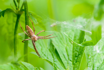 Large spider pisaura mirabilis sits on a grass