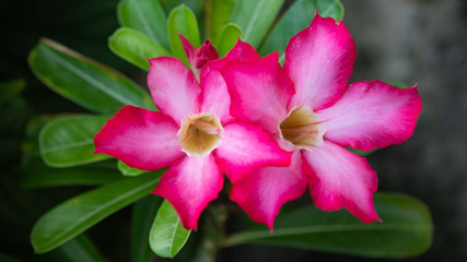 Tropical and subtropical flower Adenium obesum, also known as Desert Rose. Soft focus. Panorama image. Use as background or wallpaper.