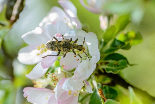 Beetle rhagium mordax collects nectar from the  apple tree