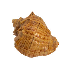 sea shell isolated on white background, decorative seashell
