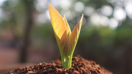 Avocado seedlings growing in the morning sunshine	