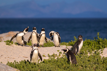 Obraz premium Brillenpinguin Kolonie in Südafrika, Brillenpinguine am Boulder Beach