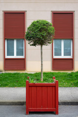 Naklejka premium Tree in a pot