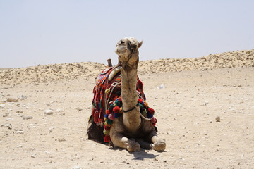 
Camel in the desert of Egypt