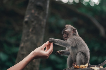 Monkeys on the territory Monkey Forest - a temple complex in Ubud among the tropical jungle.