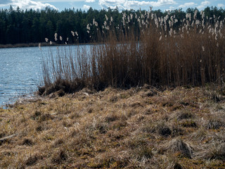 Baltic landscape with lake, reeds and forest on a sunny day. Hard light.