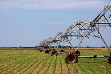 Fototapeta premium Sprinkler irrigation system on agriculture field