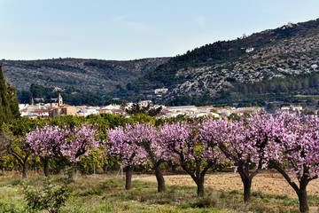 Alcalali, Valencia, Spain: 02.02.2020; The spring blossom of almond trees
