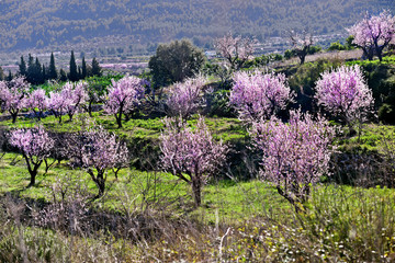 Obraz premium Alcalali, Valencia, Spain: 02.02.2020; The field of blossoming almond tree