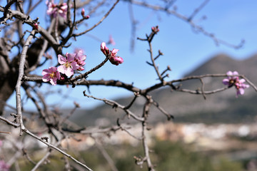 Alcalali, Valencia, Spain: 02.02.2020; The branch of  blossoming flowers of almond tree