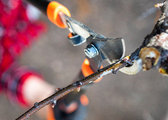 Pruning twigs and branches. Trim, cutter.