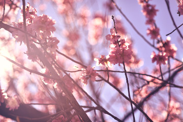 Alcalali, Valencia, Spain: 02.02.2020; The soft beauty of  pink almond flowers