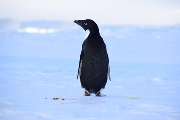 Adelie Penguins ,  Hope Bay , Antarctica 