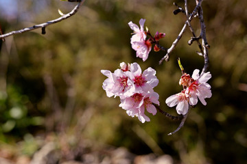 Alcalali, Valencia, Spain: 02.02.2020; The beauty of spring flowers