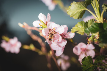 Kirschbaumblüte mit bestäubenden Bienen