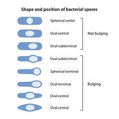 Shape and position of bacterial spores. The position of bacillus spores: central, terminal, subterminal. The shapes of bacillus spores: spherical and oval. Vector illustration in flat style