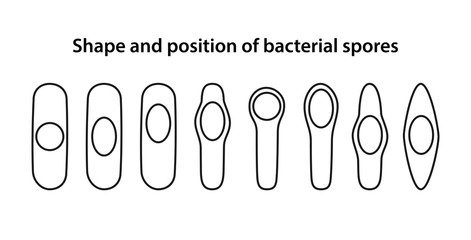 Shape and position of bacterial spores in bacterii. The position of bacillus spores: central, terminal, subterminal. Shapes of bacillus spores: spherical and oval. Vector illustration in outline style - obrazy, fototapety, plakaty