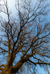 Eiche Quercus Baum Stammbaum Verzweigung Astgabel Strukur Himmel Knospen Frühling sprießen Jahreszeiten grünen Symbol Hoffnung Alter Oak Sauerland Deutschland  Biotop Vögel Insekten Eicheln Holz Rinde