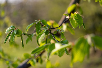 Gemeine Hasel Corylus avellana Haselstrauch  Haselnussstrauch Pflanze Birkengewächse Betulaceae Blatt Blätter Laub transparent leuchtend Grün Adern Strukur Frühling Frühjahr Makro Knospen Äste Ast