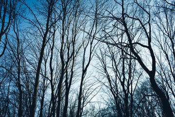 Bare black tree trunks against a bright blue sky. Forest landscape. Natural background. Background of trees in the forest.