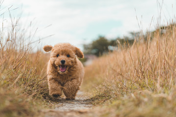 Brown poodle puppy dog running on the grass - obrazy, fototapety, plakaty